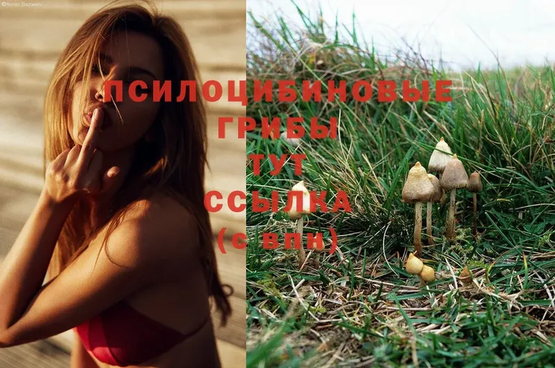 Галлюциногенные грибы Psilocybe  цены   Ханты-Мансийск 